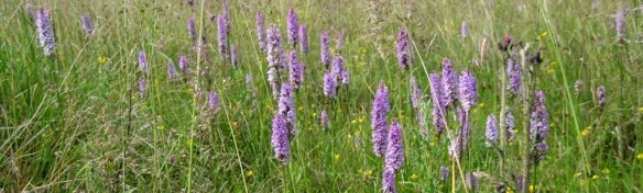 exmoor pony grazed meadow.a jpg (2)