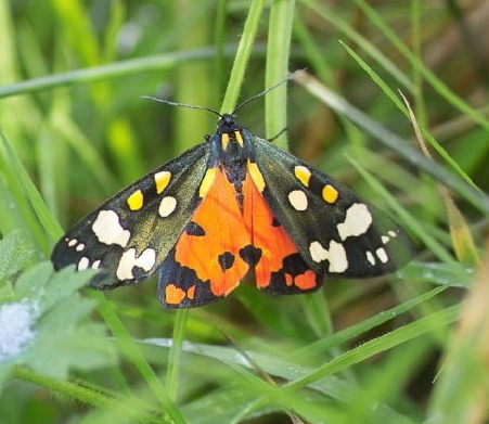 l-scarlet-tiger-2 (2)