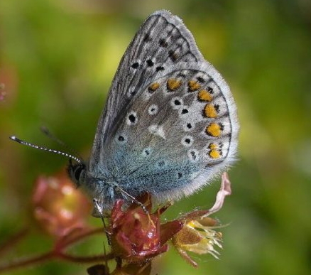 l-common-blue-b (2)