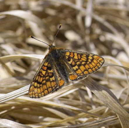 l-marsh-fritillary-b (2)