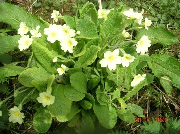 Maes yr Haul Flowers013 (2)