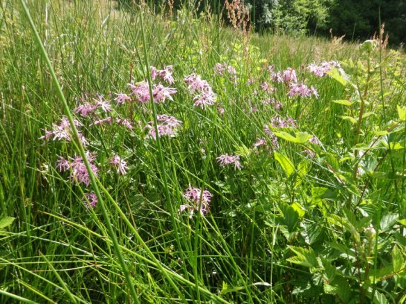 Wild Flowers at Maes yr Haul011 (2)