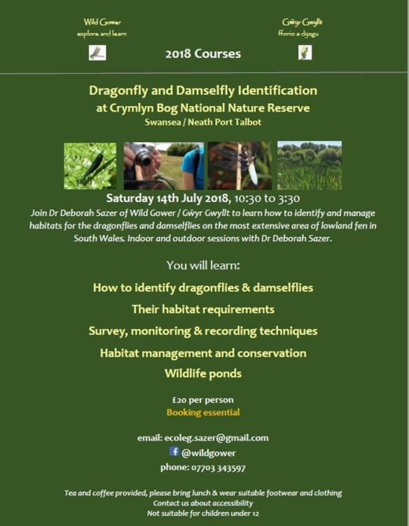 Crymlyn Dragonflies 2018 (1)