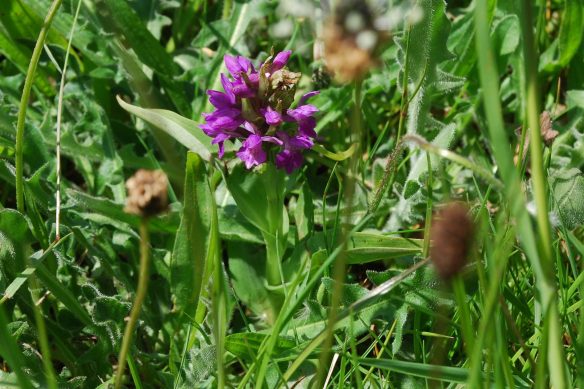 Southern Marsh Orchid