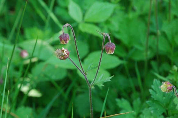 Water avens (1)