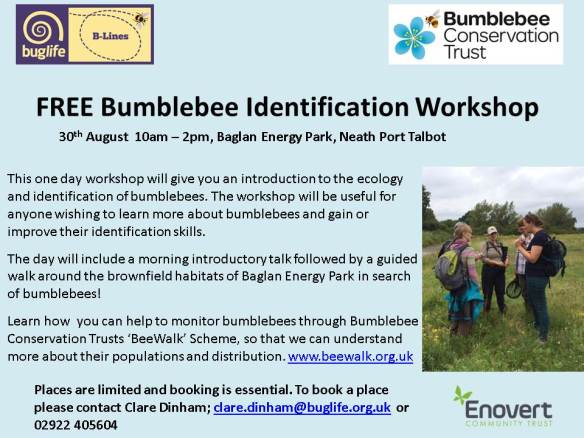 Bumblebee ID workshop (1)