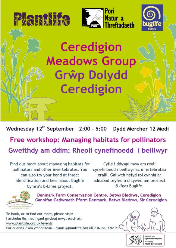 Ceredigion Meadows Afternoon - Sept