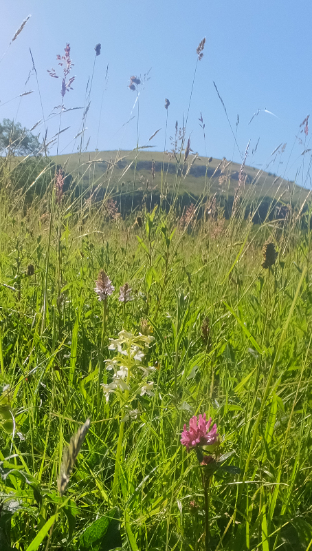two orchids and clover 3