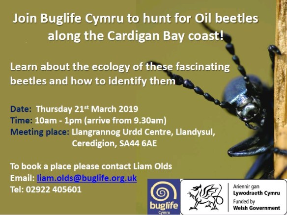 Oil beetle flyer_Ceredigion (1)